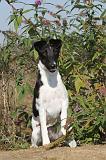 FOX TERRIER POIL LISSE 115